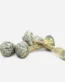 Albino Treasure Coast Magic Mushrooms