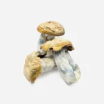 Hillbilly Magic Mushrooms