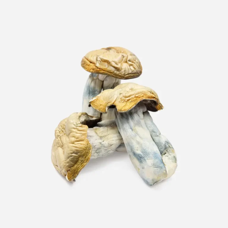 Hillbilly Magic Mushrooms Hillbilly Magic Mushrooms